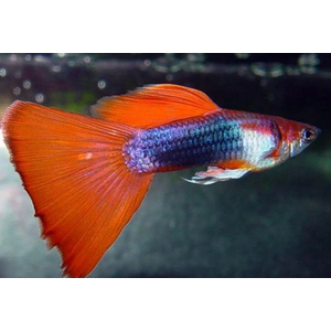 ГУППИ БЕРЛИНСКИЙ (самец/самка)