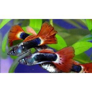 ГУППИ БЕРЛИНСКИЙ (самец/самка)