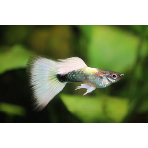 ГУППИ КАНАДСКИЙ (самец/самка)