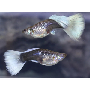 ГУППИ КАНАДСКИЙ (самец/самка)