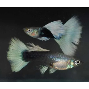 ГУППИ КАНАДСКИЙ (самец/самка)