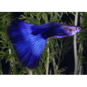 ГУППИ МОСКОВСКИЙ СИНИЙ