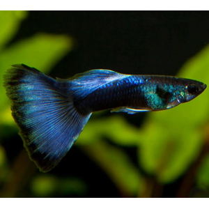 ГУППИ МОСКОВСКИЙ СИНИЙ