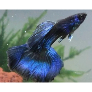 ГУППИ МОСКОВСКИЙ СИНИЙ