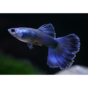 ГУППИ МОСКОВСКИЙ СИНИЙ