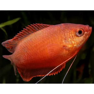 ГУРАМИ МЕДОВЫЙ КРАСНЫЙ - Trichogaster chuna, Colisa sota