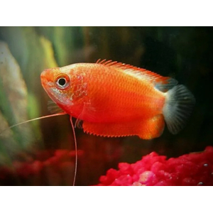 ГУРАМИ МЕДОВЫЙ КРАСНЫЙ - Trichogaster chuna, Colisa sota