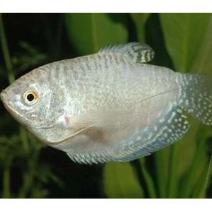 Гурами белый перламутровый (Trichogaster trichopterus var.) — селекционная форма обыкновенного гурами. В природе эти рыбки не обитают.