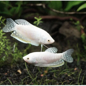 Гурами белый перламутровый (Trichogaster trichopterus var.) — селекционная форма обыкновенного гурами. В природе эти рыбки не обитают.