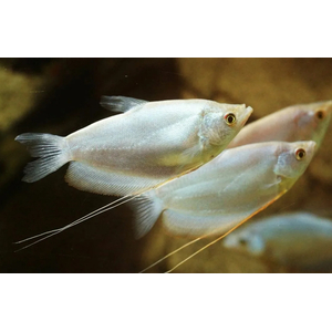 Гурами белый перламутровый (Trichogaster trichopterus var.) — селекционная форма обыкновенного гурами. В природе эти рыбки не обитают.