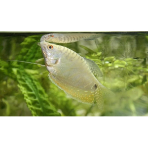 Гурами белый перламутровый (Trichogaster trichopterus var.) — селекционная форма обыкновенного гурами. В природе эти рыбки не обитают.