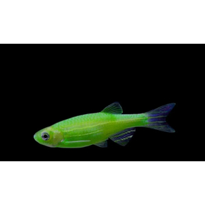 ДАНИО ГЛО МЯТНЫЙ