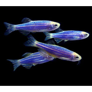 ДАНИО ГЛО СИНИЙ / ГОЛУБОЙ