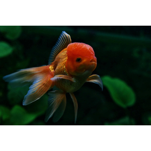 Оранда красная (Red Oranda Goldfish) — короткотелая селекционная форма золотой рыбки. Отличительная особенность — наличие на голове особого жирового нароста, по внешнему виду напоминающего ягоду малины.