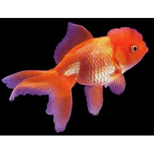 Оранда красная (Red Oranda Goldfish) — короткотелая селекционная форма золотой рыбки. Отличительная особенность — наличие на голове особого жирового нароста, по внешнему виду напоминающего ягоду малины.