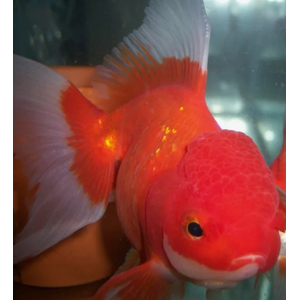 Оранда красная (Red Oranda Goldfish) — короткотелая селекционная форма золотой рыбки. Отличительная особенность — наличие на голове особого жирового нароста, по внешнему виду напоминающего ягоду малины.