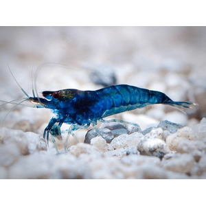 КРЕВЕТКА СИНЯЯ БЛЮ ДРИМ  голубая мечта Blue Dream - Neocaridina heteropoda