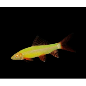 ЛАБЕО ГЛО ЗЕЛЕНЫЙ(САЛАТОВЫЙ)