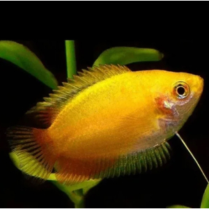 ГУРАМИ МЕДОВЫЙ ЖЕЛТЫЙ - Trichogaster chuna, Colisa sota