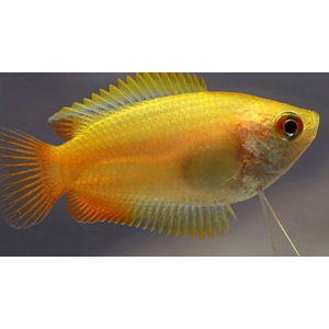 ГУРАМИ МЕДОВЫЙ ЖЕЛТЫЙ - Trichogaster chuna, Colisa sota