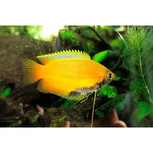 ГУРАМИ МЕДОВЫЙ ЖЕЛТЫЙ - Trichogaster chuna, Colisa sota