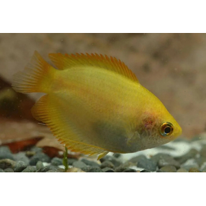 ГУРАМИ МЕДОВЫЙ ЖЕЛТЫЙ - Trichogaster chuna, Colisa sotaГУРАМИ МЕДОВЫЙ ЖЕЛТЫЙ - Trichogaster chuna, Colisa sota