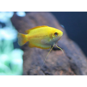 ГУРАМИ МЕДОВЫЙ ЖЕЛТЫЙ - Trichogaster chuna, Colisa sota