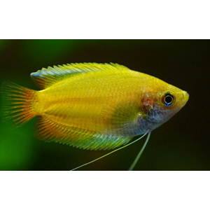 ГУРАМИ МЕДОВЫЙ ЖЕЛТЫЙ - Trichogaster chuna, Colisa sota