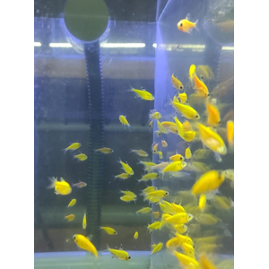 ТЕТРА ПРИСТЕЛЛА ЖЕЛТАЯ / ОРАНЖЕВАЯ ГЛОФИШ - Pristella glofish