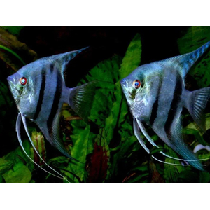 Скалярия зебра — селекционная форма обыкновенной скалярии (Pterophyllum scalare). Название получила за окрас: на серебристом фоне расположены яркие чёрные вертикальные полосы, по сочетанию напоминающие окраску зебр.