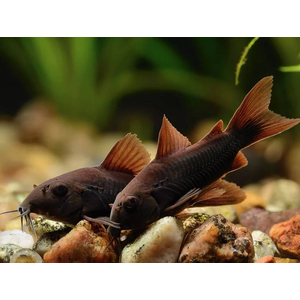 КОРИДОРАС БЛЭК ВЕНЕСУЭЛА 4см- Corydoras venezuelanus