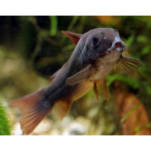 КОРИДОРАС БЛЭК ВЕНЕСУЭЛА 4см- Corydoras venezuelanus