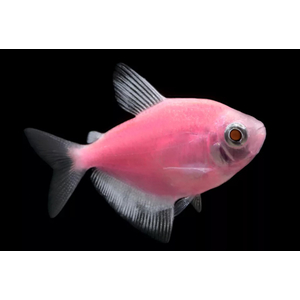 ТЕРНЕЦИЯ ГЛО РОЗОВАЯ