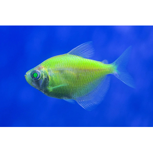 ТЕРНЕЦИЯ ГЛОФИШ САЛАТОВАЯ / ЗЕЛЕНАЯ