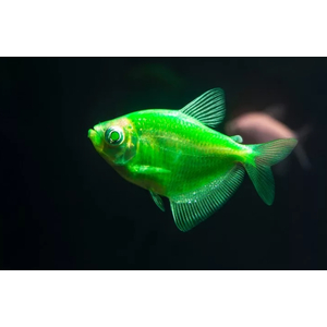 ТЕРНЕЦИЯ ГЛО МЯТНАЯ