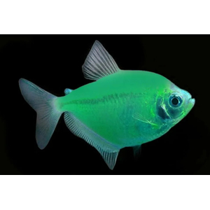 ТЕРНЕЦИЯ ГЛО МЯТНАЯ