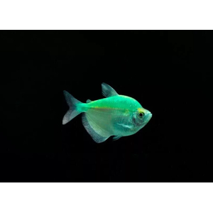 ТЕРНЕЦИЯ ГЛО МЯТНАЯ