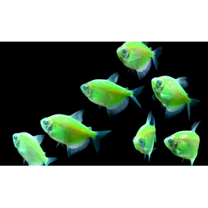 ТЕРНЕЦИЯ ГЛО МЯТНАЯ