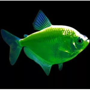 ТЕРНЕЦИЯ ГЛО МЯТНАЯ