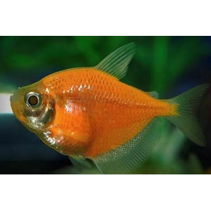 ТЕРНЕЦИЯ ГЛО ОРАНЖ