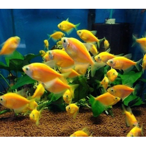 ТЕРНЕЦИЯ ГЛО ОРАНЖ