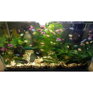 ТЕРНЕЦИЯ ГЛО ОРАНЖ