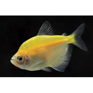 ТЕРНЕЦИЯ ГЛО ЖЕЛТАЯ