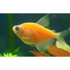 ТЕРНЕЦИЯ ГЛО ЖЕЛТАЯ