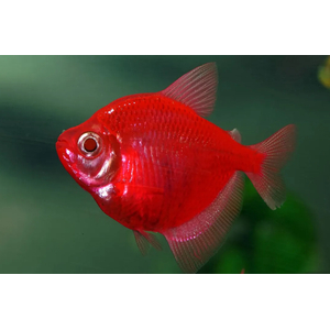 ТЕРНЕЦИЯ ГЛО КРАСНАЯ