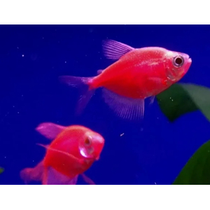 ТЕРНЕЦИЯ ГЛО КРАСНАЯ