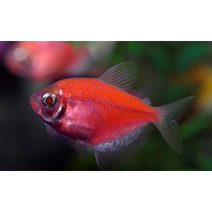 ТЕРНЕЦИЯ ГЛО КРАСНАЯ