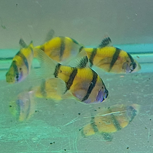 БАРБУС ГЛО ЖЕЛТО-ЧЕРНЫЙ