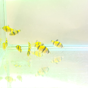 БАРБУС ГЛО ЖЕЛТО-ЧЕРНЫЙ