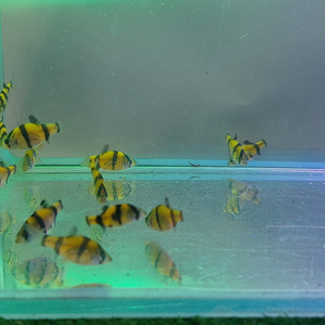 БАРБУС ГЛО ЖЕЛТО-ЧЕРНЫЙ